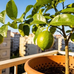Limão em vaso pequeno pode produzir o ano inteiro se esses cuidados simples forem feitos