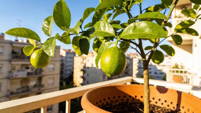 Limão em vaso pequeno pode produzir o ano inteiro se esses cuidados simples forem feitos