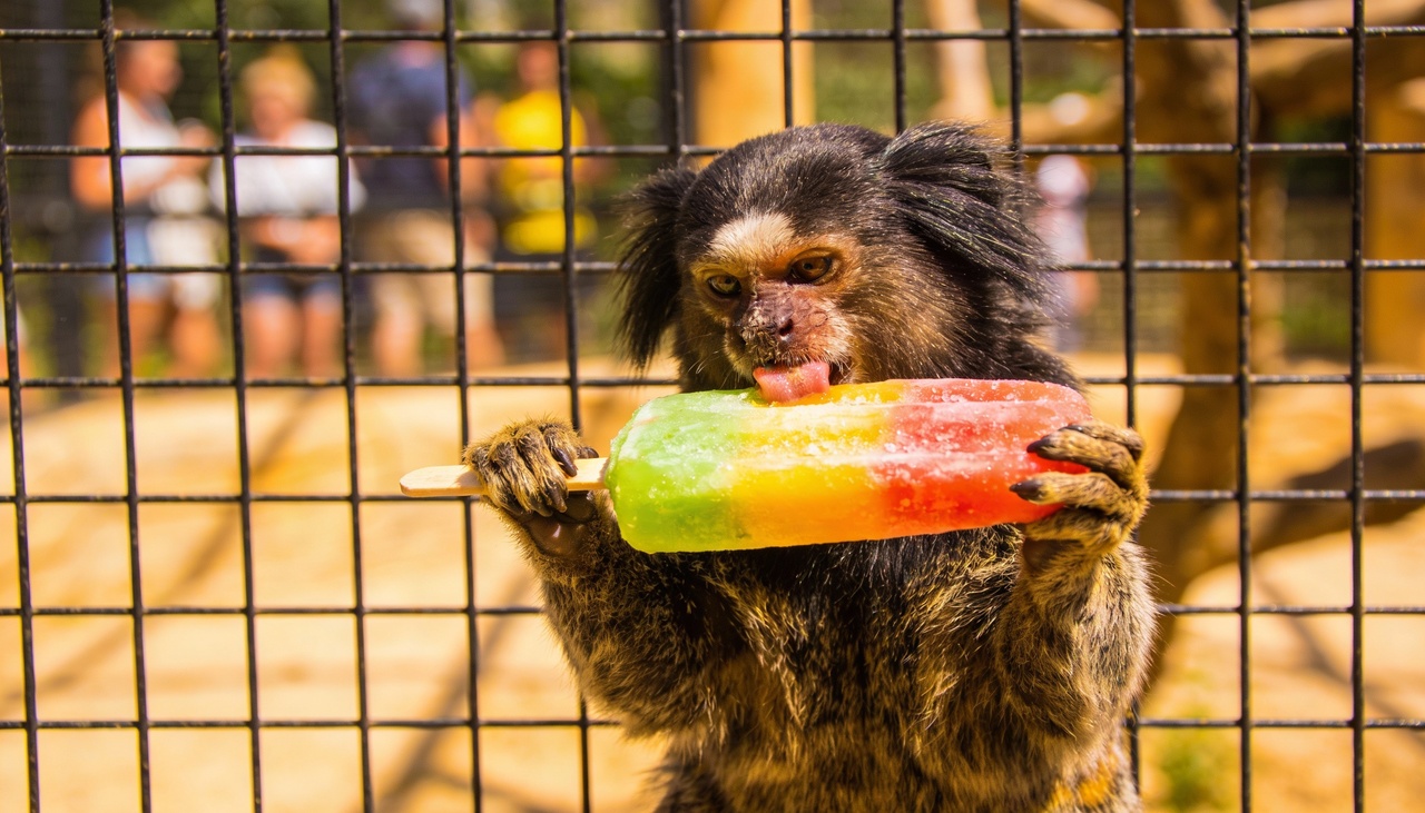 Zool&oacute;gico pr&oacute;ximo de Niter&oacute;i distribui picol&eacute;s para os animais devido ao intenso calor e encanta o p&uacute;blico