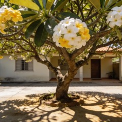 Como cultivar Jasmim-Manga e aproveitar cada metro do seu quintal