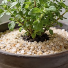 Como a drenagem no fundo do vaso influencia o desenvolvimento do manjericão