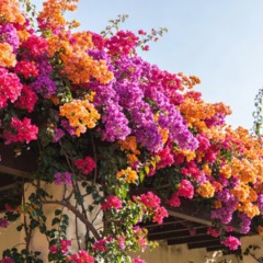 Como plantar primavera e manter a bougainville florida com pouca água