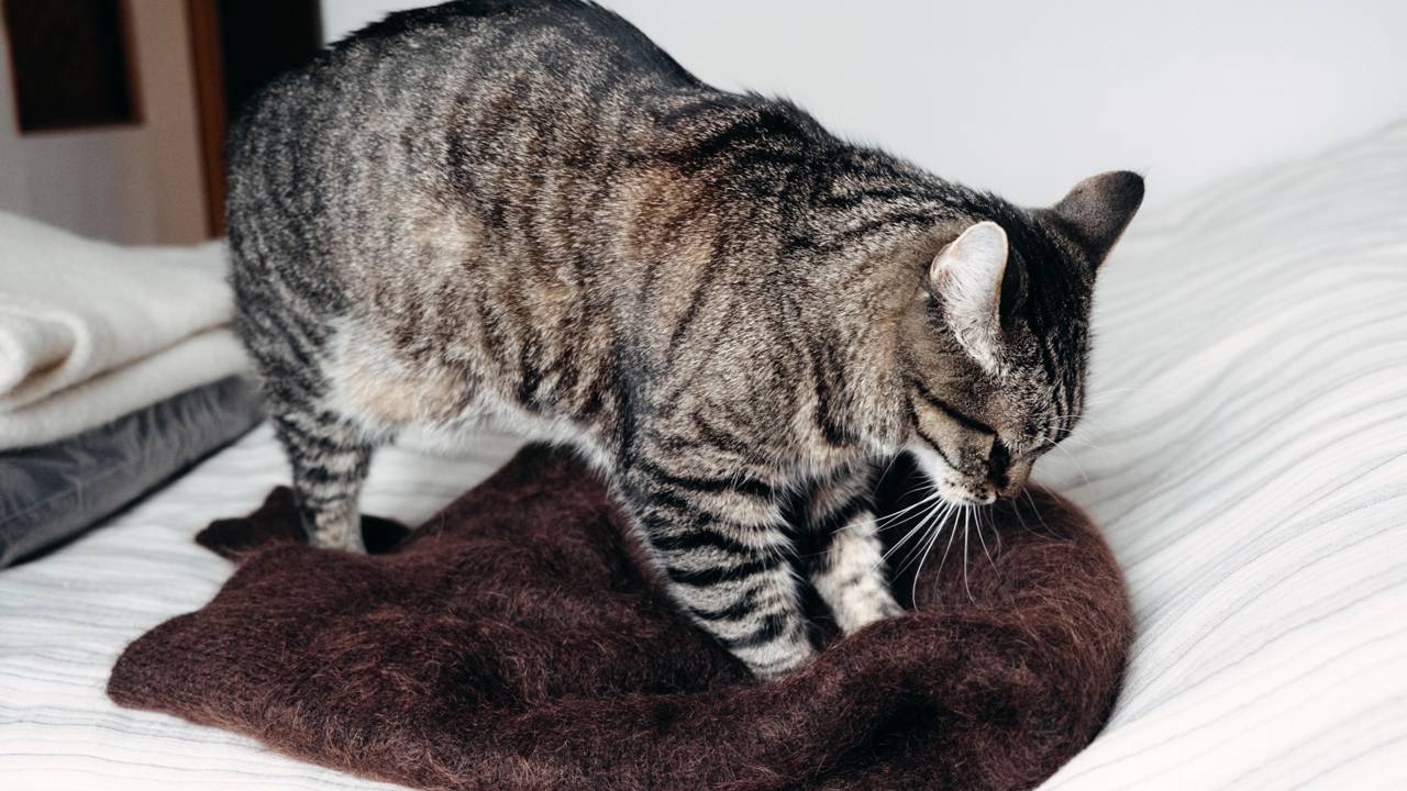 Gato amassando uma coberta macia com as patas dianteiras.