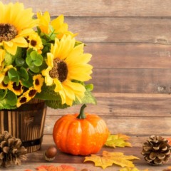 Girassol em vaso colocado em varanda com luz solar direta, mostrando cultivo indoor em apartamento.