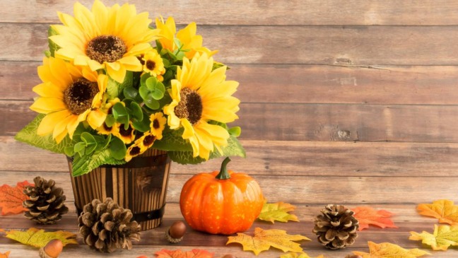 Girassol em vaso colocado em varanda com luz solar direta, mostrando cultivo indoor em apartamento.