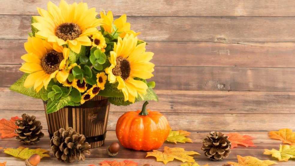 Girassol em vaso colocado em varanda com luz solar direta, mostrando cultivo indoor em apartamento. Girassol em vaso colocado em varanda com luz solar direta, mostrando cultivo indoor em apartamento.