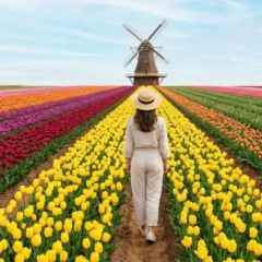 Holambra encanta como a Capital Nacional das Flores e o charme neerlandês em São Paulo (imagem ilustrativa)