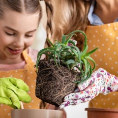 Plantar temperos em casa é uma forma prática de ter ervas frescas sempre à mão na cozinha.