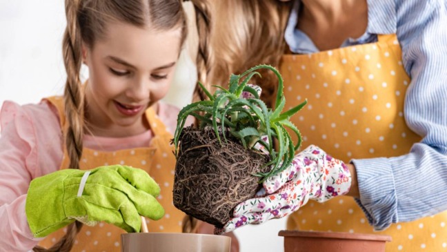 Plantar temperos em casa é uma forma prática de ter ervas frescas sempre à mão na cozinha.