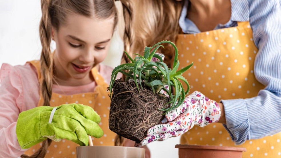 Plantar temperos em casa é uma forma prática de ter ervas frescas sempre à mão na cozinha. Plantar temperos em casa é uma forma prática de ter ervas frescas sempre à mão na cozinha.
