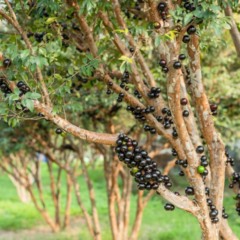 Jabuticabeira plantada no quintal com espaço livre ao redor do tronco para proteger o piso.