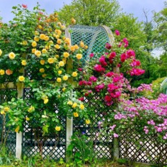 Plantas companheiras criam um jardim mais equilibrado, reduzindo pragas e fortalecendo o solo de forma natural.