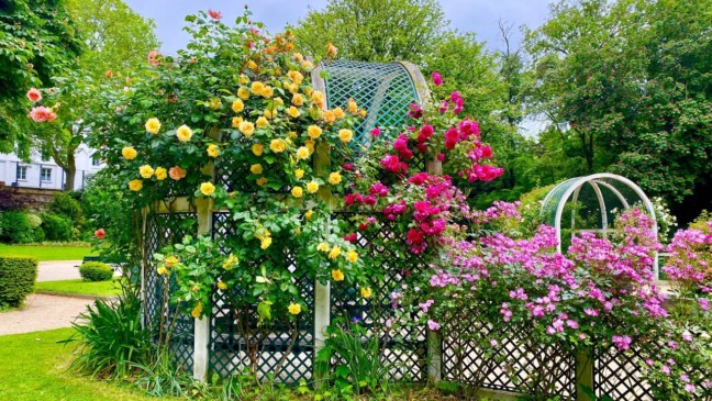 Plantas companheiras criam um jardim mais equilibrado, reduzindo pragas e fortalecendo o solo de forma natural.