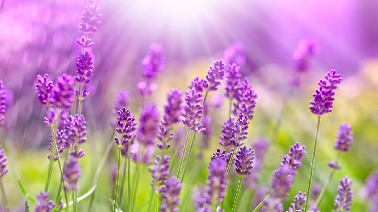 Flores de lavanda roxa em flora&ccedil;&atilde;o com abelhas visitando, mostrando atra&ccedil;&atilde;o de polinizadores na horta