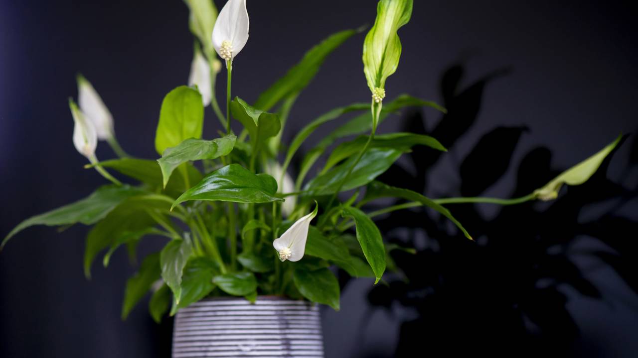 Lírio-da-paz cultivado em vaso dentro de casa com luz indireta.