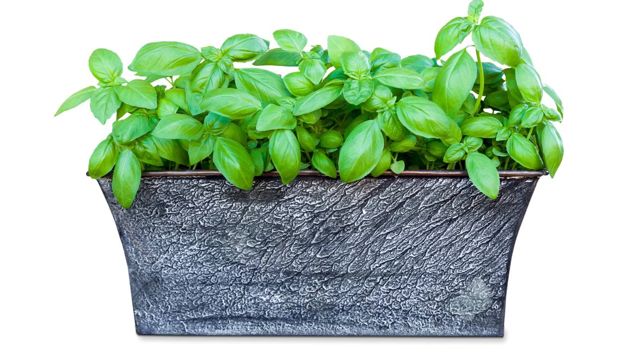 Manjericão plantado em vaso, com folhas verdes e saudáveis, usado no cultivo associado com tomate