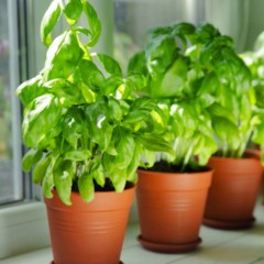 Erros simples no cultivo do manjericão em vaso explicam folhas amareladas e crescimento fraco