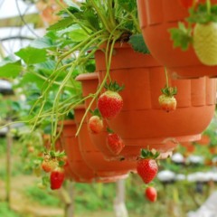 Frutos de morango maduros e vermelhos crescendo em vaso com substrato enriquecido com casca de ovo.