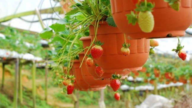 Frutos de morango maduros e vermelhos crescendo em vaso com substrato enriquecido com casca de ovo.