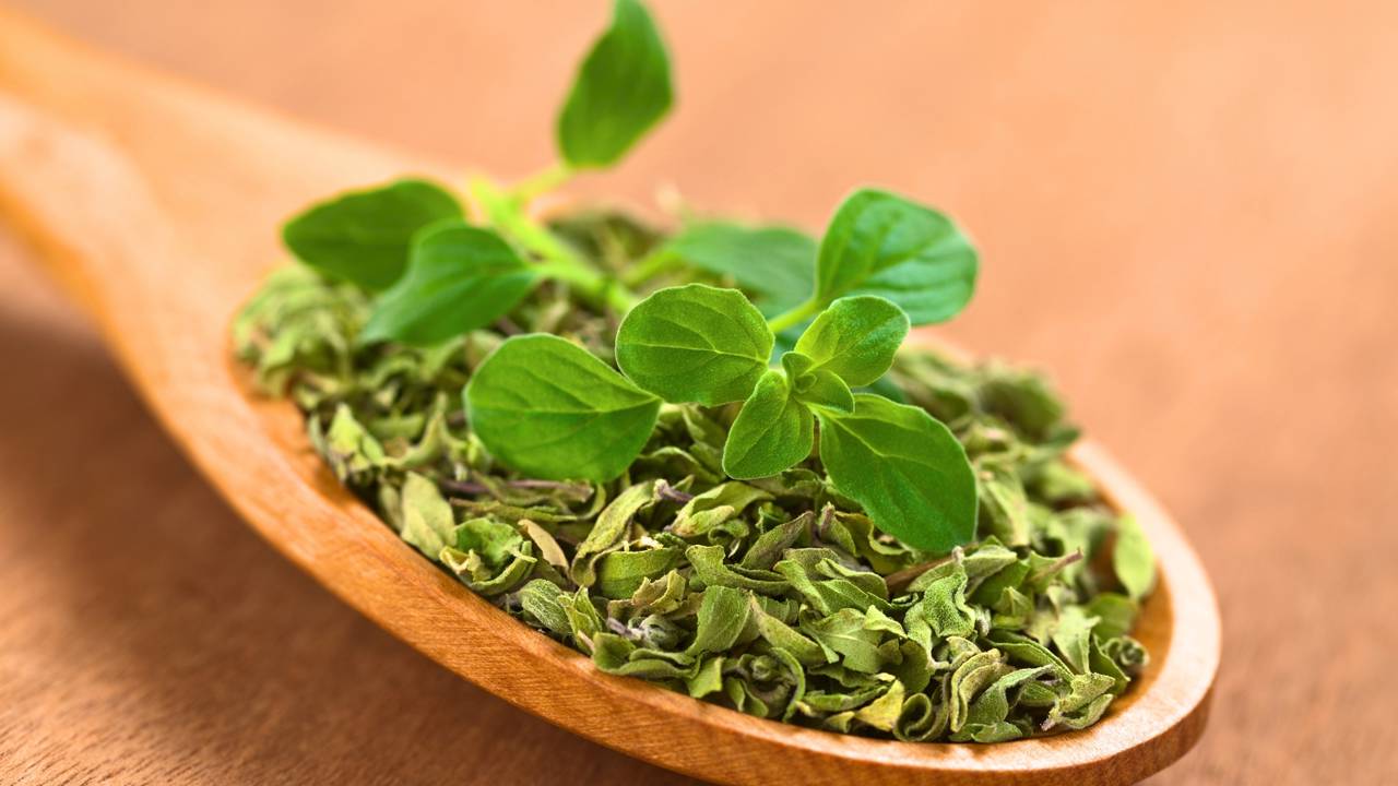 Planta de or&eacute;gano crescendo em vaso com boa drenagem, ideal para horta dom&eacute;stica urbana.