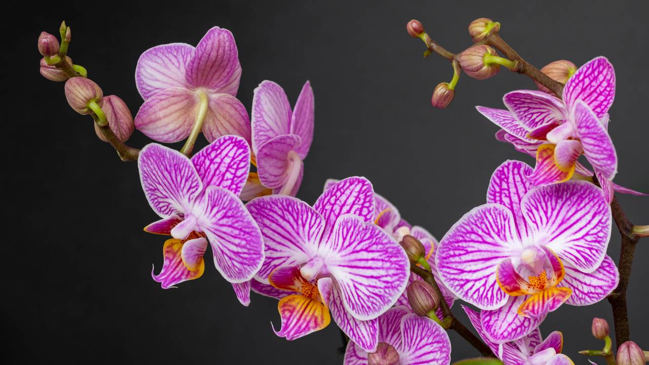 Orqu&iacute;dea bem cuidada florescendo em vaso dentro de casa.