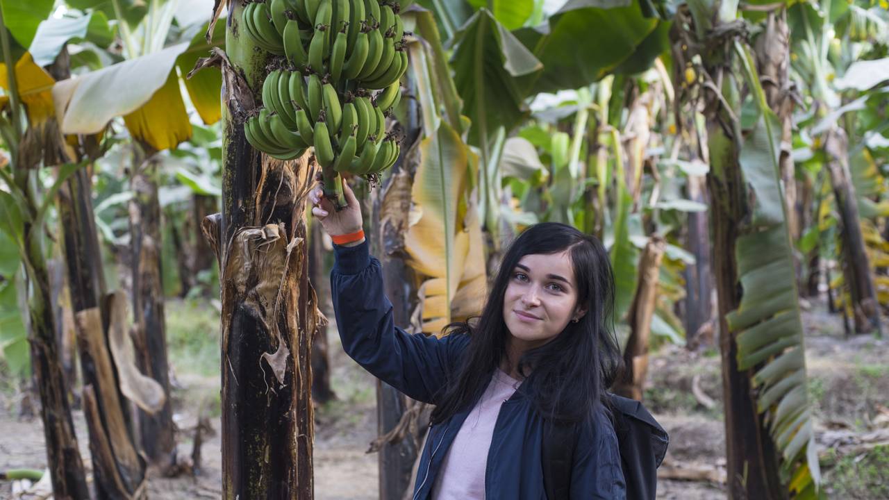 Bananeira plantada em Niterói crescendo em área protegida do vento e do sal do ar.