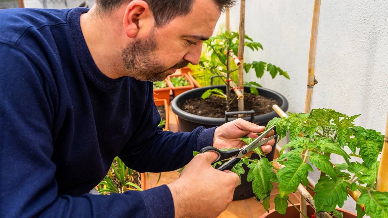 Falhas no plantio e na manuten&ccedil;&atilde;o do jardim prejudicam flores e folhas