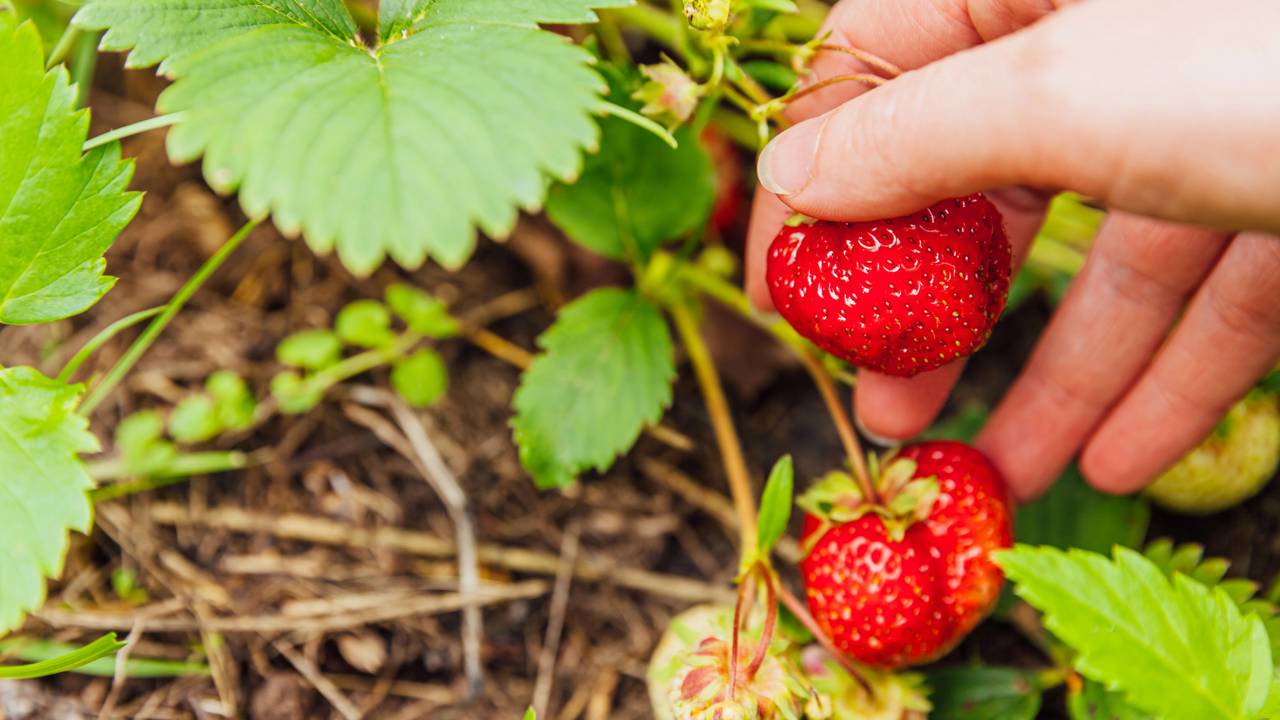 Pessoa colhendo morango maduro cultivado em vaso em casa