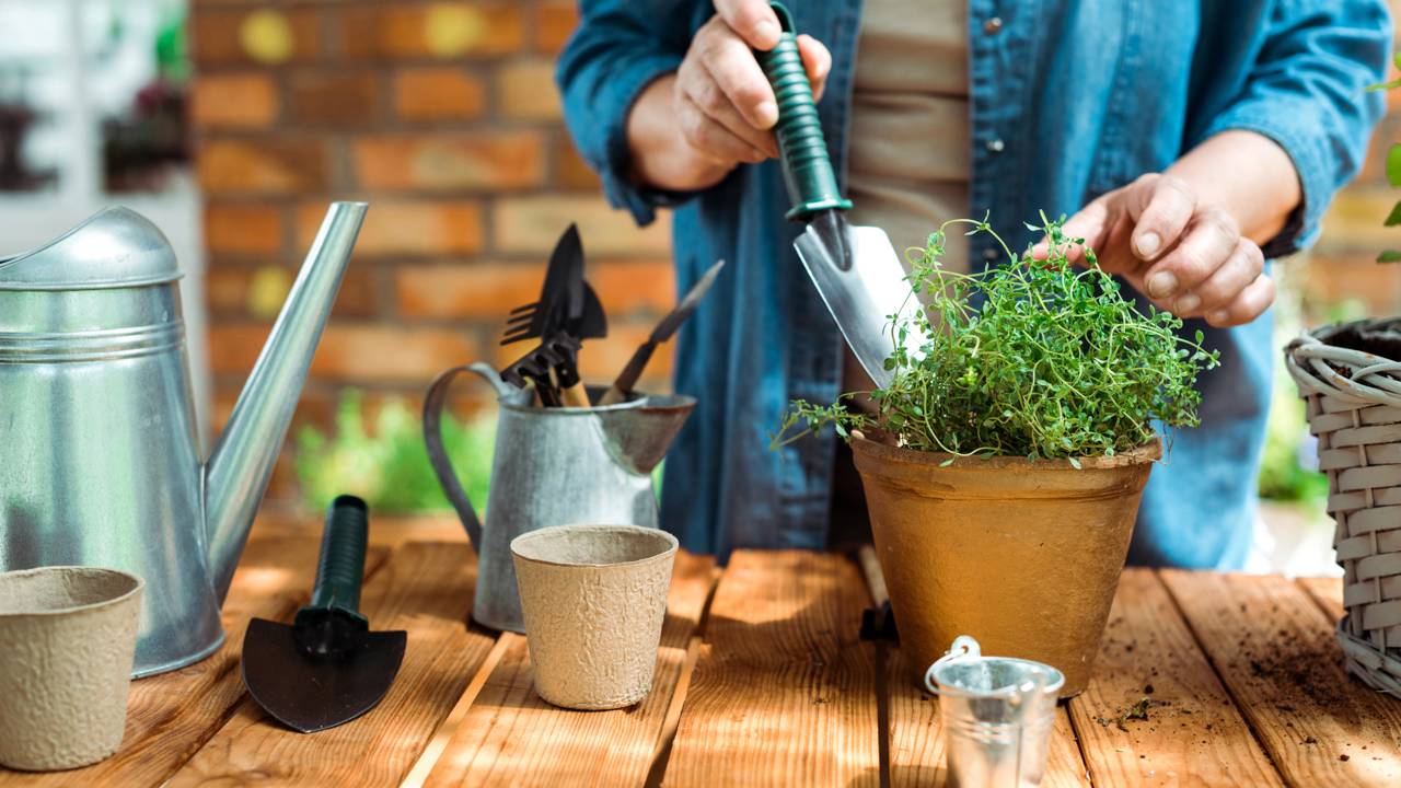 Pessoa verificando a umidade do solo com o dedo em vaso de planta.