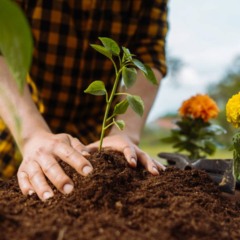 Vista de um jardim com vasos e canteiros, mostrando diferentes plantas crescendo em harmonia, ilustrando a importância da época certa de plantio.
