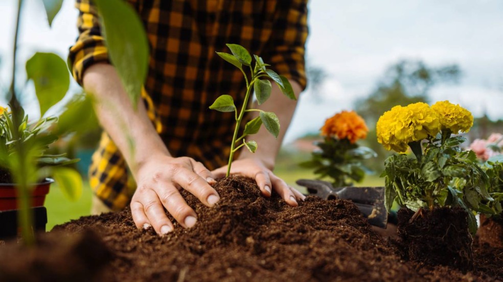 Vista de um jardim com vasos e canteiros, mostrando diferentes plantas crescendo em harmonia, ilustrando a importância da época certa de plantio. Vista de um jardim com vasos e canteiros, mostrando diferentes plantas crescendo em harmonia, ilustrando a importância da época certa de plantio.