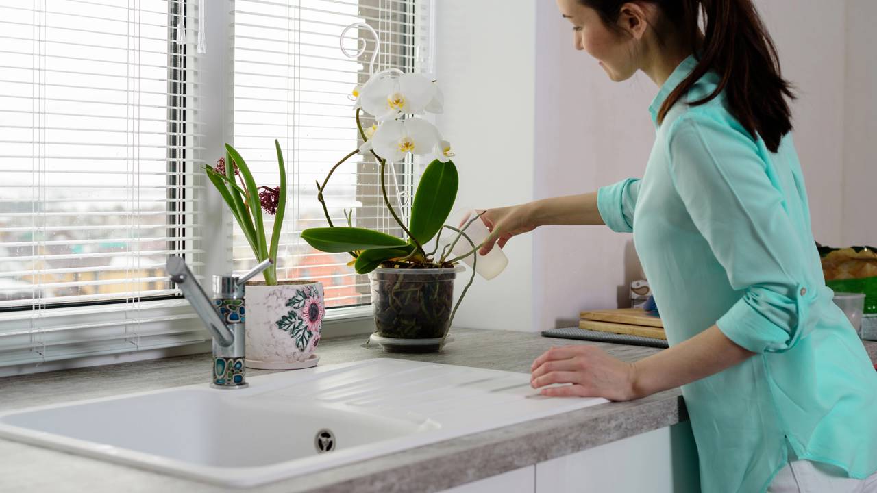 Orqu&iacute;dea sendo regada em apartamento urbano, protegida do sol direto e com ventila&ccedil;&atilde;o adequada.