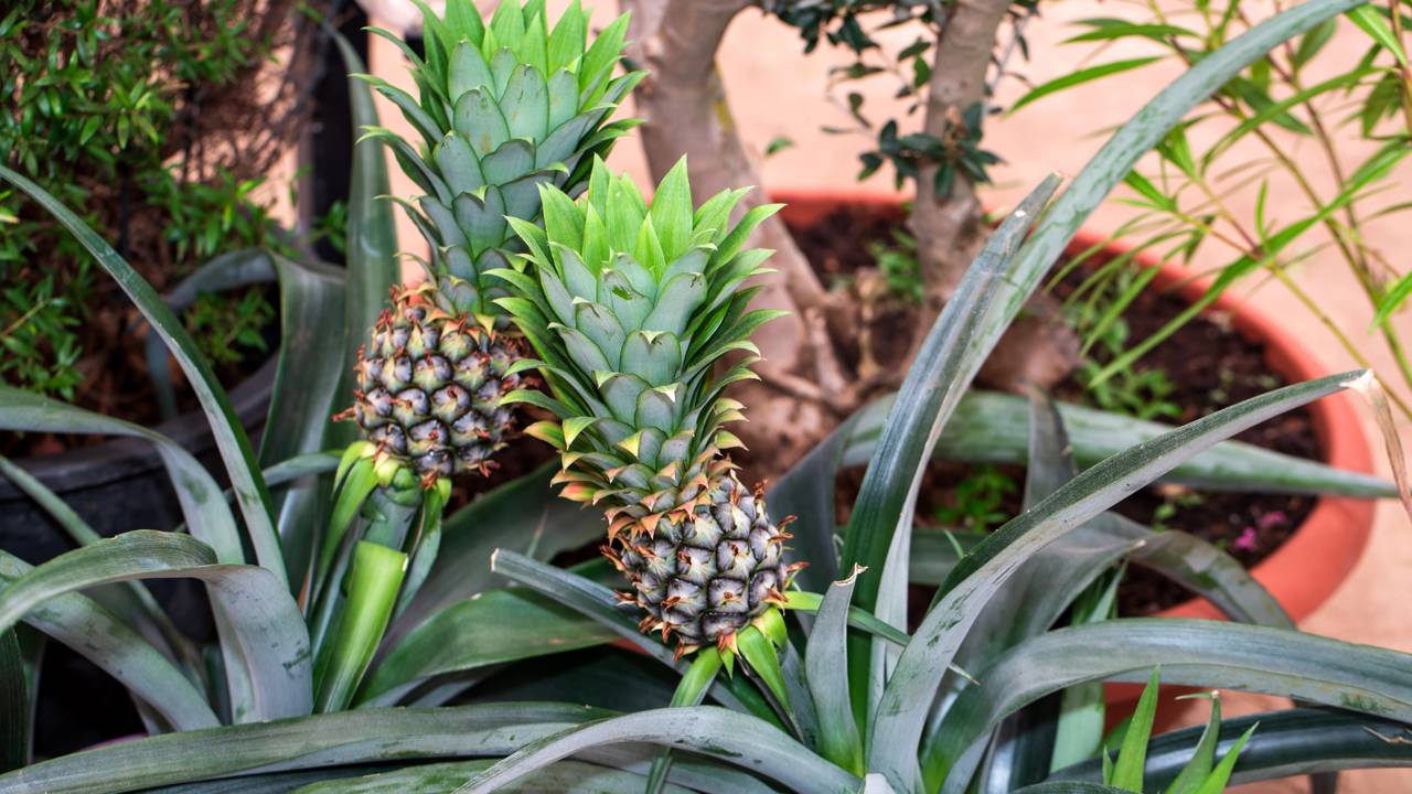 Árvore de abacaxi crescendo em vaso grande em varanda ensolarada, com folhas verdes e frutos visíveis.