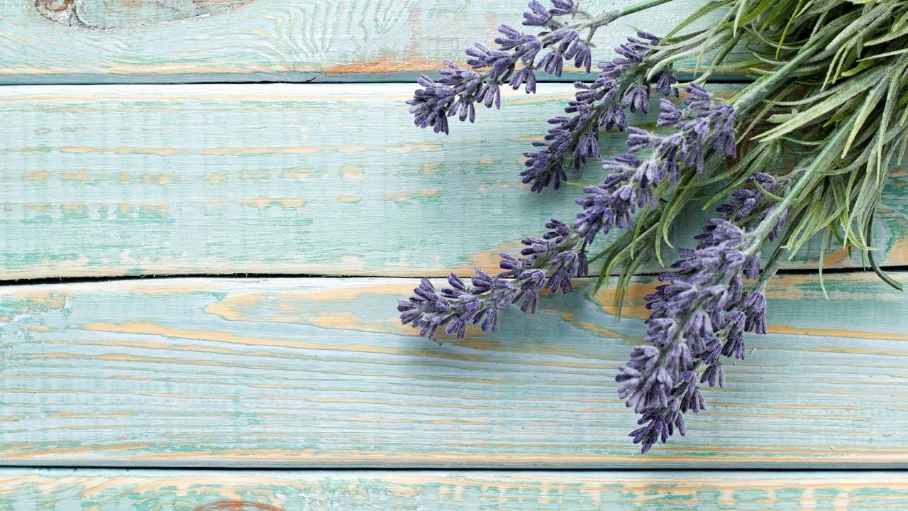 Lavanda cultivada em local ensolarado, adaptada ao calor intenso, com solo seco e regas moderadas.