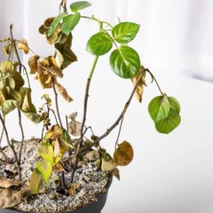 Como recuperar planta doente e aproveitar brotos para novas mudas