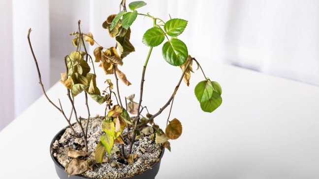 Como recuperar planta doente e aproveitar brotos para novas mudas