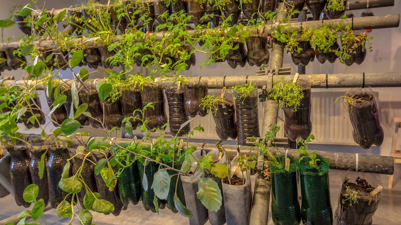Ervas aromáticas plantadas em garrafa PET reutilizada, solução econômica para cultivo em pequenos espaços.