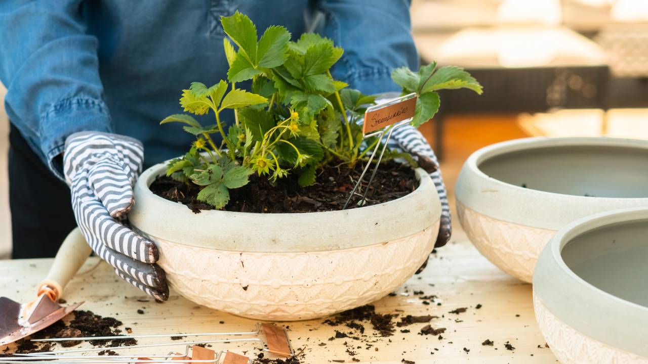 Pessoa colhendo folhas verdes frescas cultivadas em vaso dentro da cozinha de apartamento.