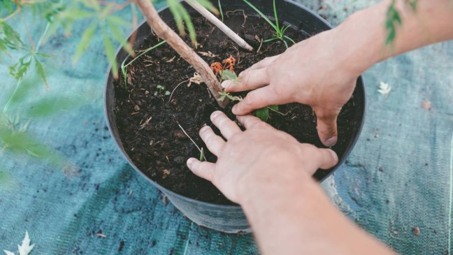 Esp&eacute;cies mais resistentes se adaptam melhor &agrave; rotina e &agrave; ilumina&ccedil;&atilde;o dos apartamentos.