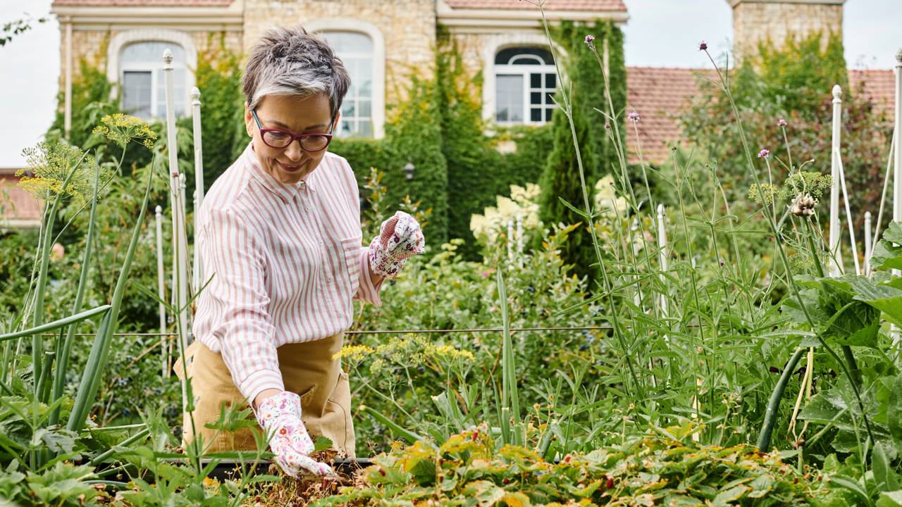 Alface, rúcula e espinafre em canteiros verdes, mostrando folhas frescas e saudáveis, cultivadas na época ideal de plantio.