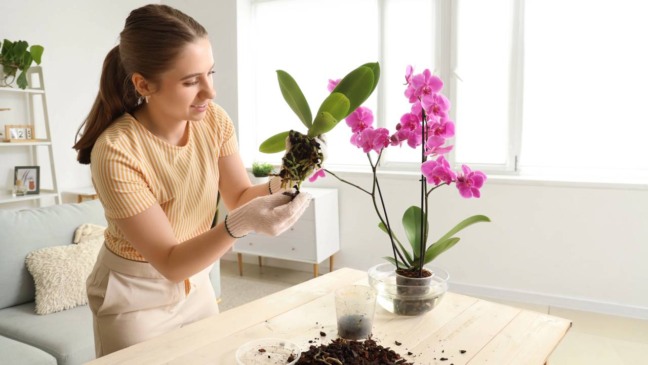Orquídea em vaso posicionada perto da janela com luz indireta, evitando sol forte direto.