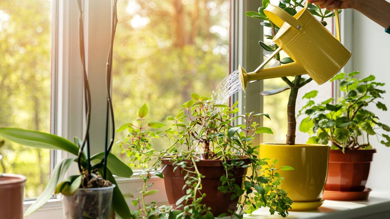 Cuidados essenciais para plantas em casa do posicionamento ao controle de pragas