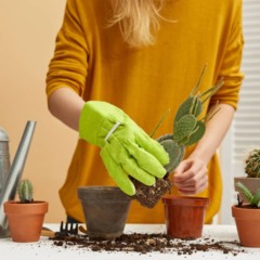 Cuidados essenciais para plantas em casa do posicionamento ao controle de pragas
