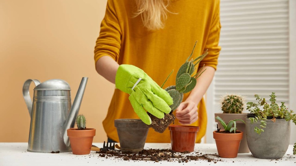Cuidados essenciais para plantas em casa do posicionamento ao controle de pragas Cuidados essenciais para plantas em casa do posicionamento ao controle de pragas