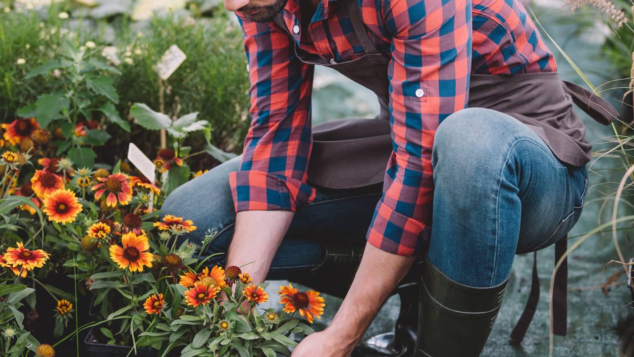 Girassol em vaso exposto à luz solar direta na varanda, garantindo desenvolvimento saudável.