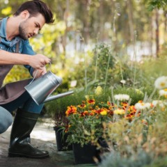 Como manter plantas saudáveis em casa com observação e rotina básica
