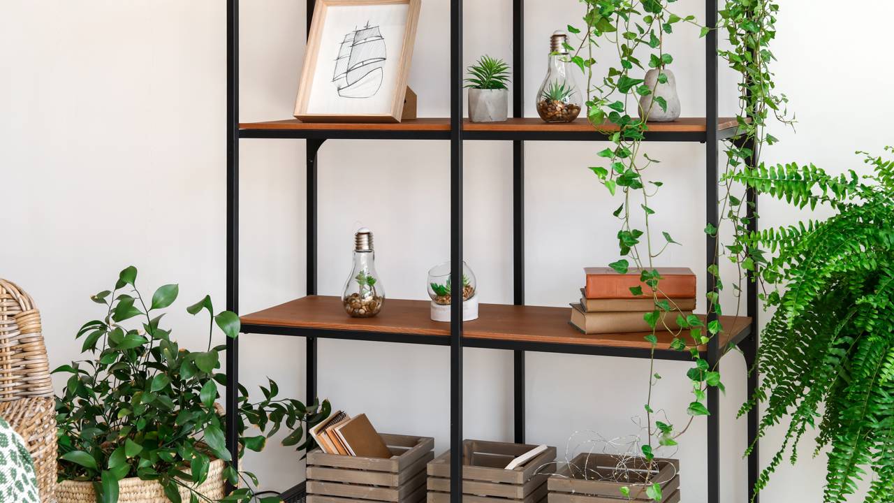 Samambaia n&atilde;o &eacute; s&oacute; decora&ccedil;&atilde;o, &eacute; sensa&ccedil;&atilde;o