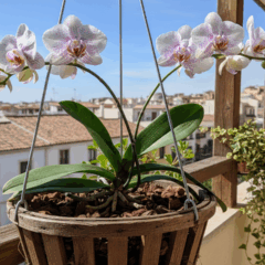 Como cultivar orquídeas em varandas de Niterói e ter flores coloridas e raízes saudáveis