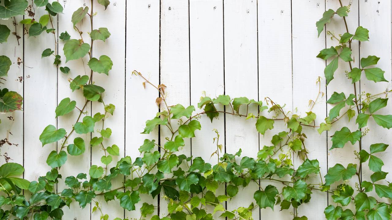 Planta trepadeira cobrindo parede sem ocupar área no chão.