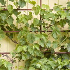 Planta trepadeira conduzida em suporte para crescer na vertical.